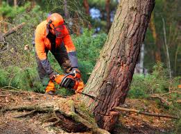 Trusted Eagle River, WI Tree Removal Experts